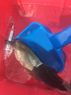 GO TO フィッシング!