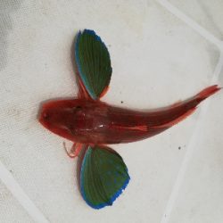 シイラキャスティングのつもりが。