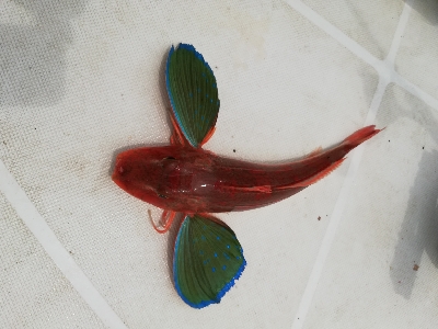 シイラキャスティングのつもりが。