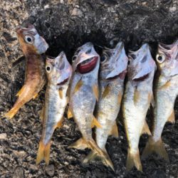 ショアジギング  ＆　ライトゲーム