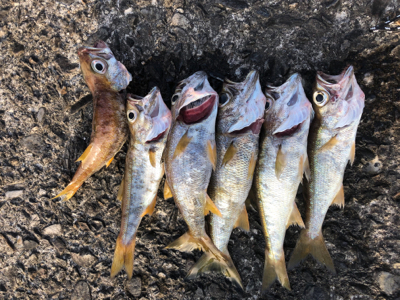 ショアジギング  ＆　ライトゲーム