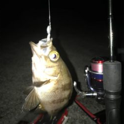 タコ、メバル、アジ釣れたけど…イカは釣れず(><)