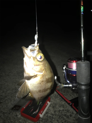 タコ、メバル、アジ釣れたけど…イカは釣れず(><)