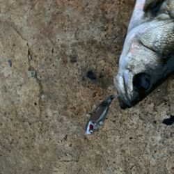 ダイソーバイブで…