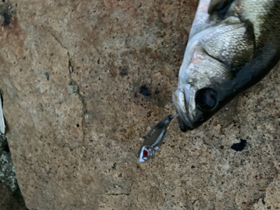 ダイソーバイブで…