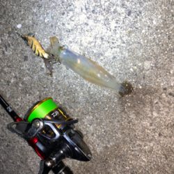 ケンサキイカ①