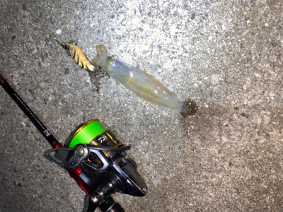 ケンサキイカ①