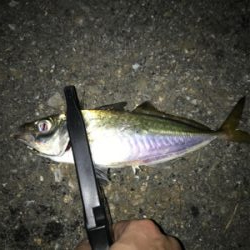 ナイトアジング