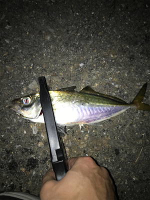 ナイトアジング