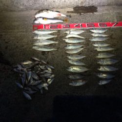 ドラゴン出た。110cm❣️