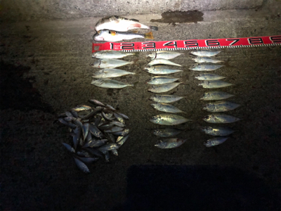 ドラゴン出た。110cm❣️