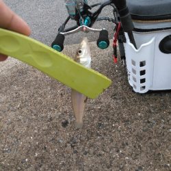 キスの数が少ない