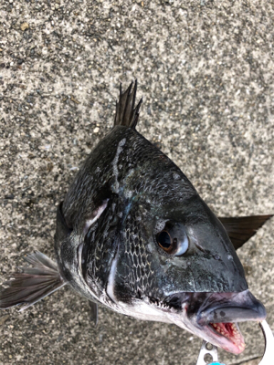 曇天のなかエビ撒き