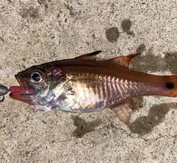 渋い中、なんとか1匹…