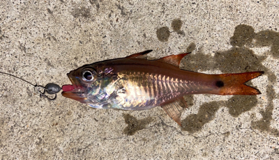 渋い中、なんとか1匹…