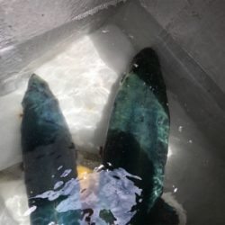 深場浅場なんでも狙いで