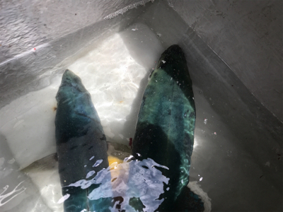 深場浅場なんでも狙いで