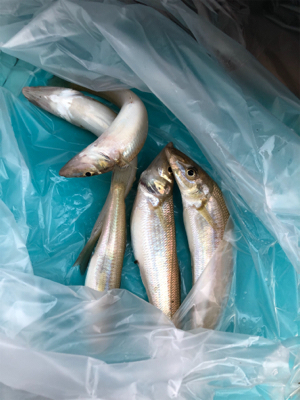 のんびりキス釣り