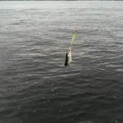 小鯖だけは釣れるんですけどね。。。