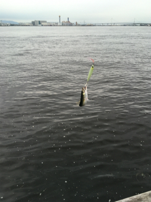 小鯖だけは釣れるんですけどね。。。