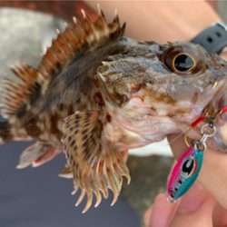 マイクロ岸ジギング