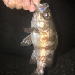 梅雨メバリング