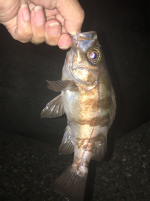 梅雨メバリング