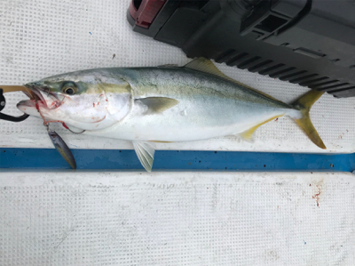 オフショア　初青物