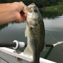 謎のボイル多発! 魚に翻弄された桜池