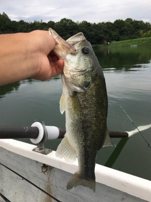 謎のボイル多発! 魚に翻弄された桜池