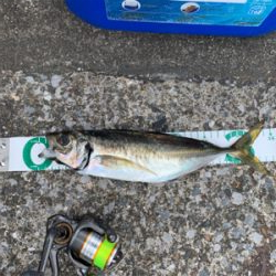 横須賀　手漕ぎボート　アジ