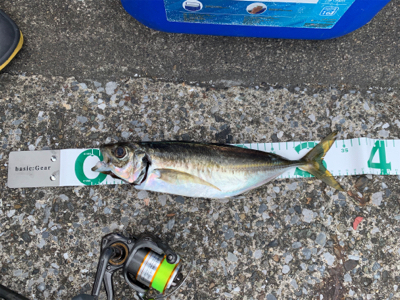 横須賀　手漕ぎボート　アジ