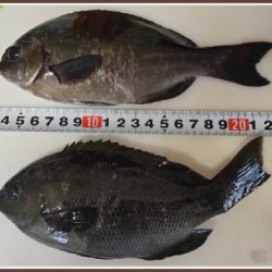 サビキでメジナ