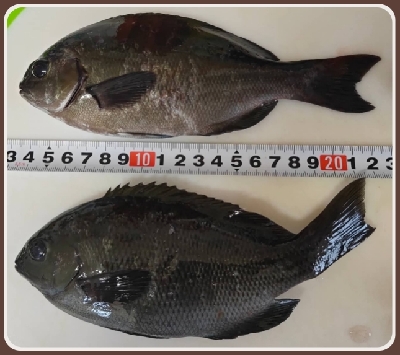 サビキでメジナ