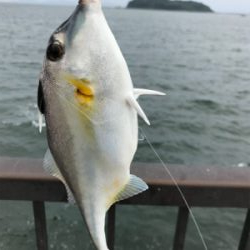 キス11匹釣れました‼️