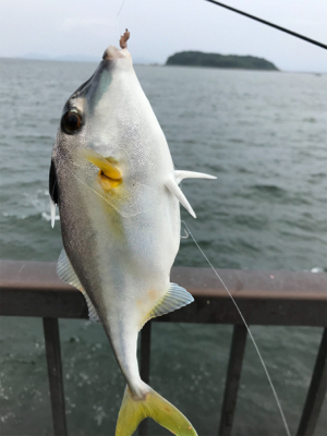 キス11匹釣れました‼️