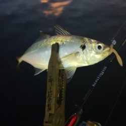 アジング練習 172