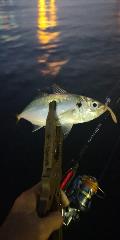 アジング練習 172