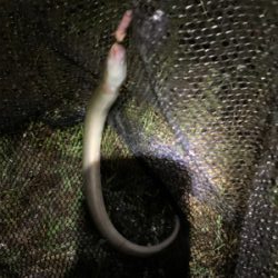 大雨注意でのぶっ込み釣り