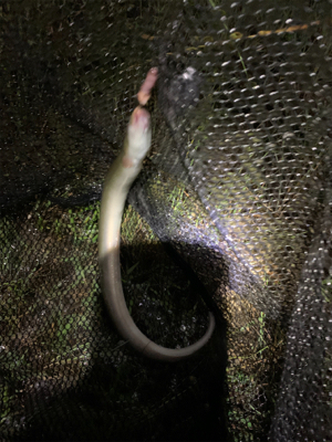 大雨注意でのぶっ込み釣り