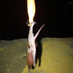 夏 ヒイカ調査(^.^)