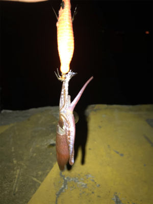 夏　ヒイカ調査(^.^)