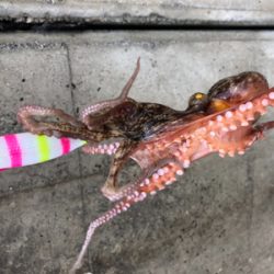 魚が釣れないので、初のタコしてきました。