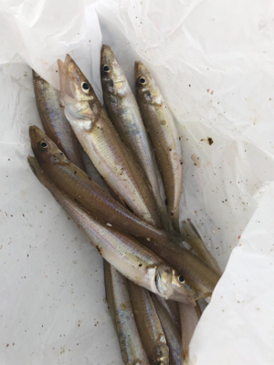 須磨でキス釣り