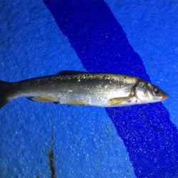 ウナギ釣りのはず