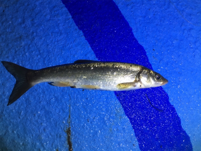 ウナギ釣りのはず