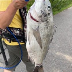 シーバスのはずがチニングに