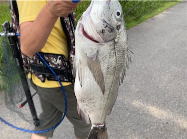 シーバスのはずがチニングに