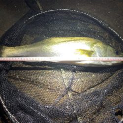 雨後爆!チヌ9枚、シーバス1匹!