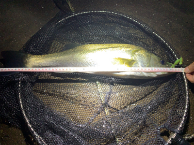 雨後爆！チヌ9枚、シーバス１匹！